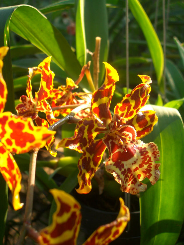 orquidea 3