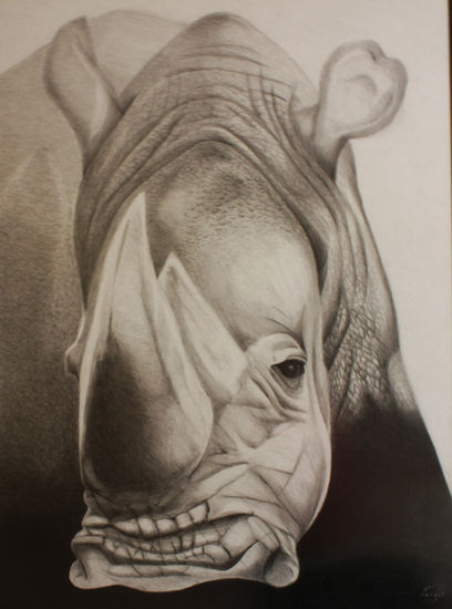 rhino Graphite