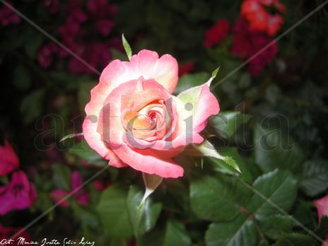 Bright Pink