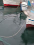 barcos