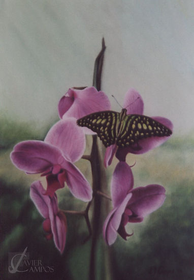 Mariposa sobre flor Oil Canvas Floral Painting