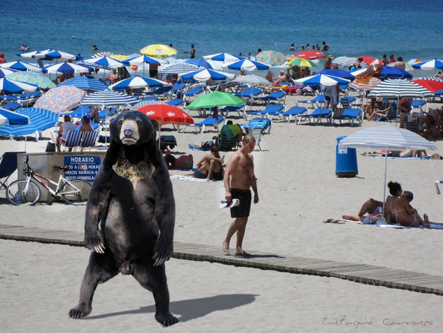 Un oso en la playa, (A bear on the beach) Naturaleza Color (Digital)