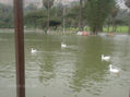 PATILLOS EN EL LAGO