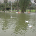 PATILLOS EN EL LAGO thumbnail 1