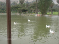 Patillos en el lago