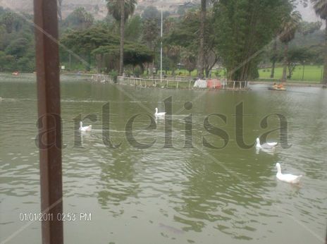 Patillos en el lago