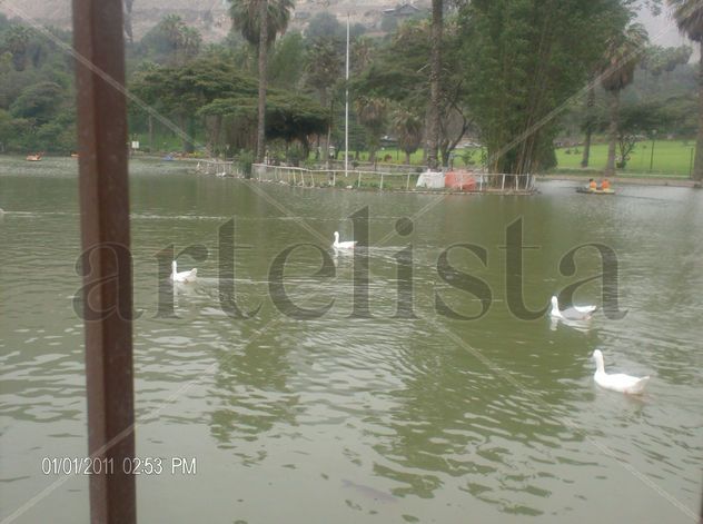 PATILLOS EN EL LAGO