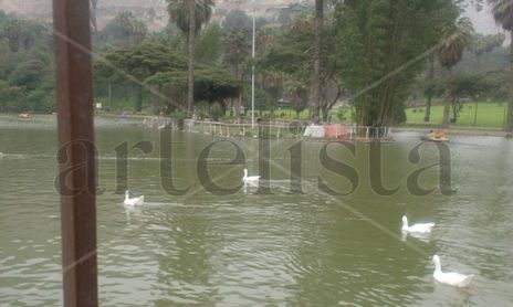 PATILLOS EN EL LAGO