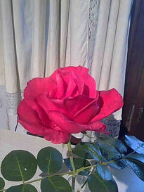 La rosa