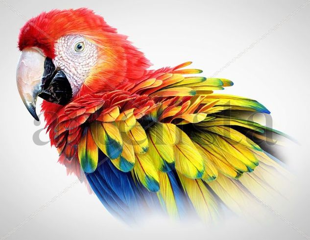 Scarlet Macaw Otros Cartulina Animales