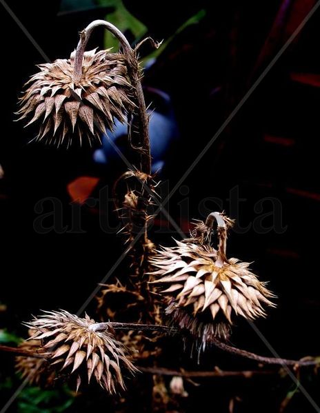 Naturaleza muerta.