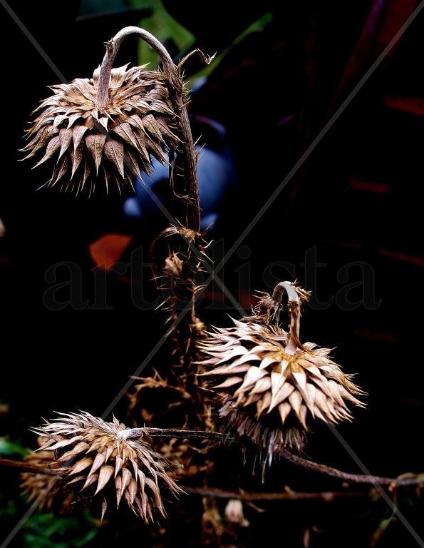Naturaleza muerta.
