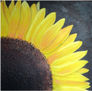 Girasol