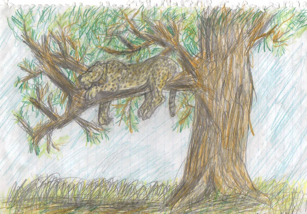 Leopardo en la acacia