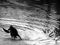 Perro Negro