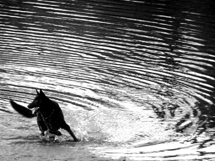 Perro Negro