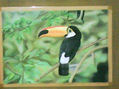 tucan