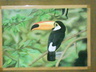 tucan 