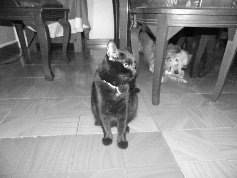 Mis mascotas