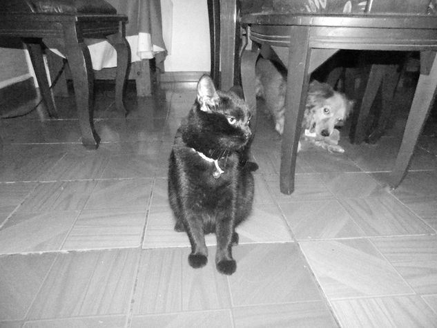 Mis mascotas Glamour Blanco y Negro (Digital)