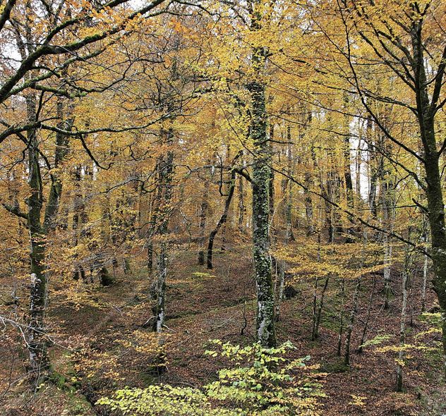 Otoño