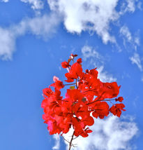 Bugambilias del cielo