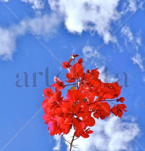 Bugambilias del cielo