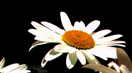 Margarita suspira.
