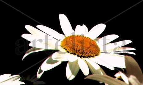 macrointimo en flor 1