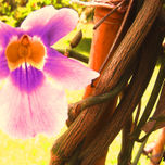 MACROINTIMO EN FLOR 4 thumbnail 2