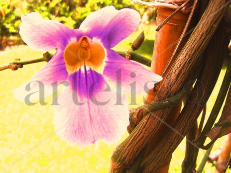 El hada en la flor.