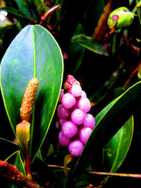 Frutos del bosque.