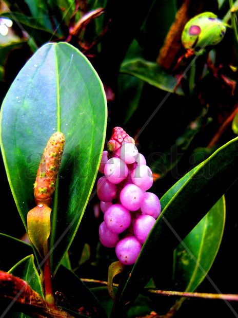 Frutos del bosque.
