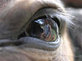 Horse eye