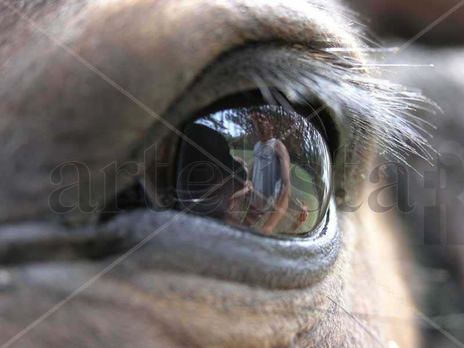 Horse eye