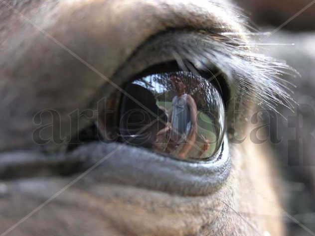 Horse eye