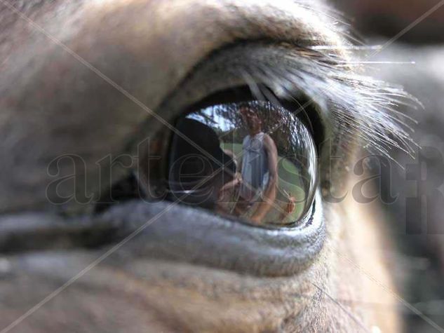 Horse eye 