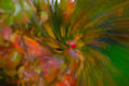 Brut Nature