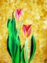 SENTIR DE TULIPANES