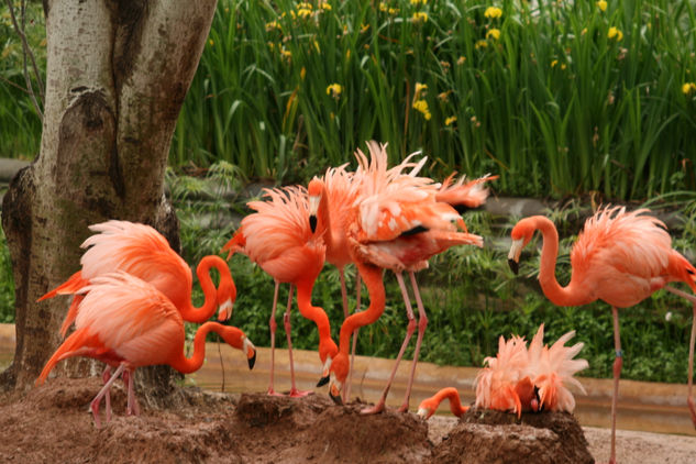 Flamencos Naturaleza Color (Digital)