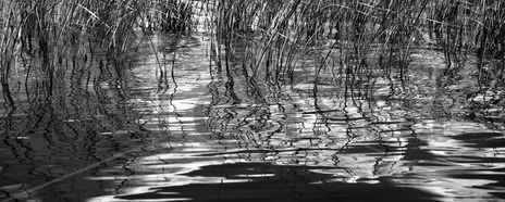 Simples reflejos