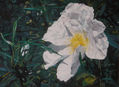 Flor de jara