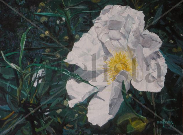 Flor de jara Oil Canvas Floral Painting