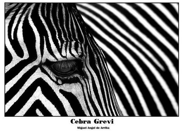 Cebra Grevi Naturaleza Blanco y Negro (Digital)