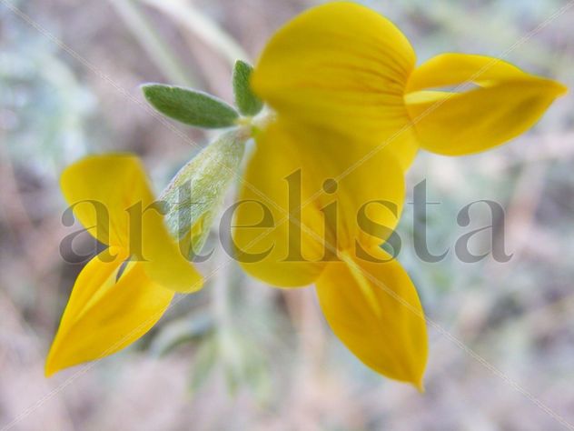 AMARILLA