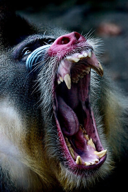 Mandril