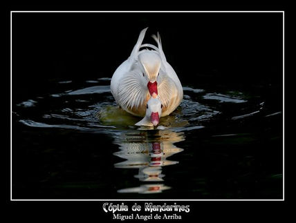Cópula de Mandarines