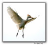 Landing (aterrizando)