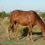 PELAJES CRIOLLOS thumbnail 2