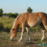 PELAJES CRIOLLOS thumbnail 1